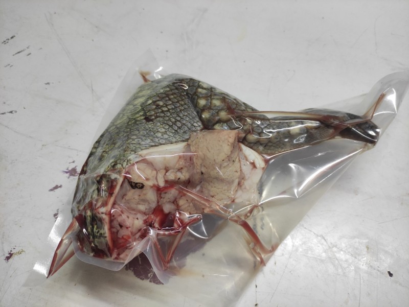 鳄鱼掌
