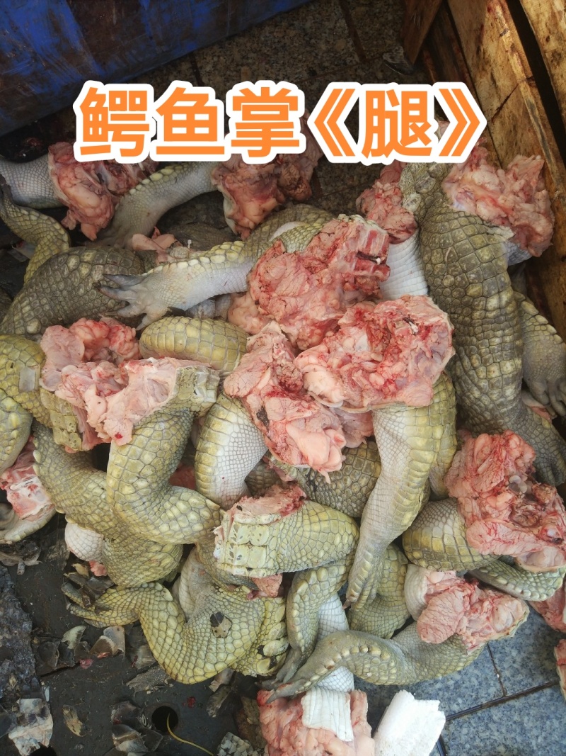 鳄鱼掌