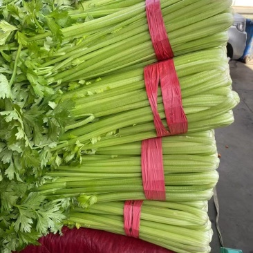 优选西芹优质货源45cm以上新品上市