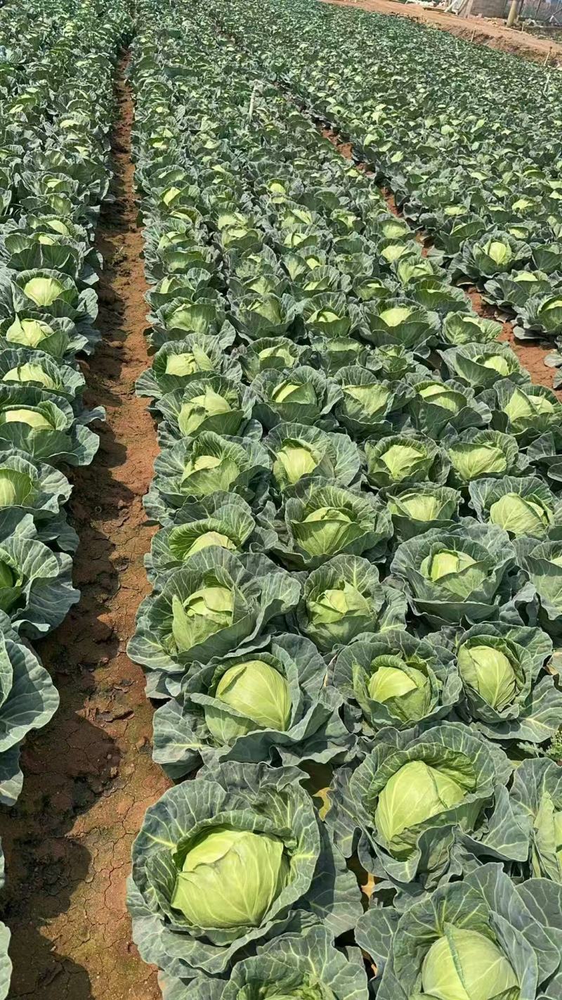 甘蓝圆包菜大量有货，产地一手货源，欢迎新老客户前来合作