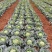 甘蓝圆包菜大量有货，产地一手货源，欢迎新老客户前来合作