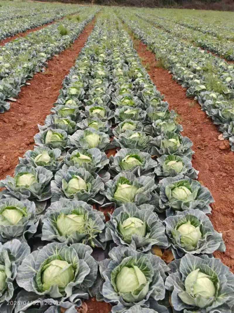 甘蓝圆包菜大量有货，产地一手货源，欢迎新老客户前来合作