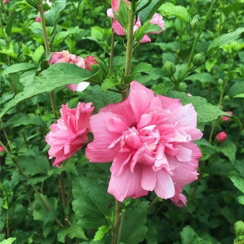 木槿树苗，平条树苗，绿化庭院篱笆，全国发货