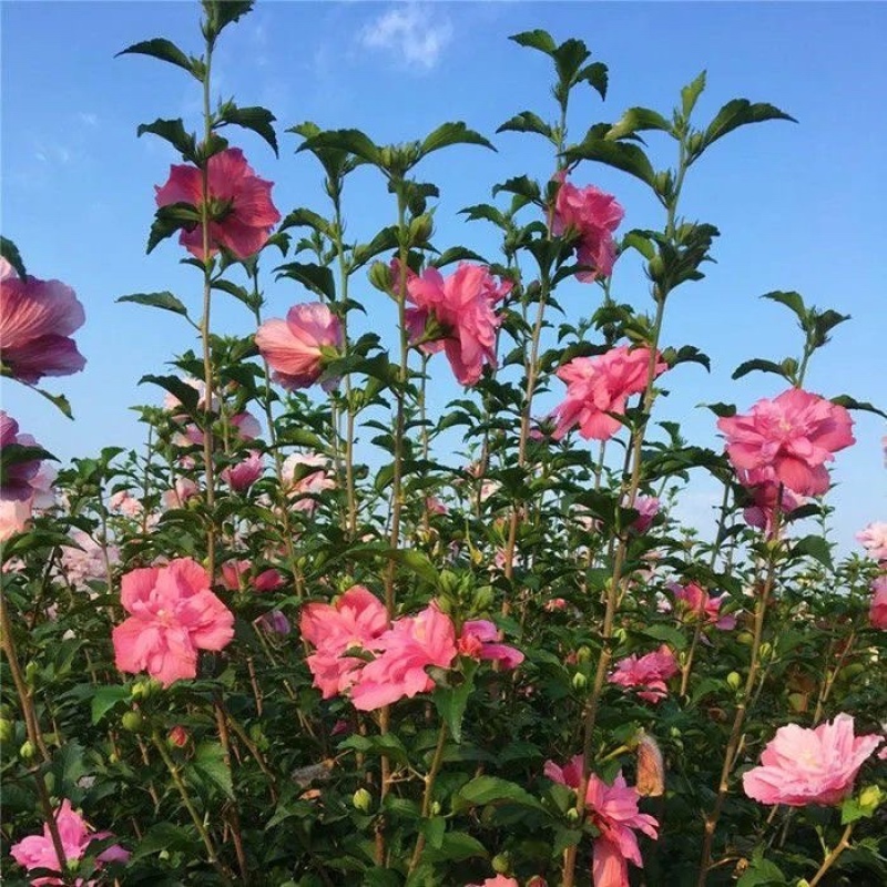 木槿树苗，平条树苗，绿化庭院篱笆，全国发货