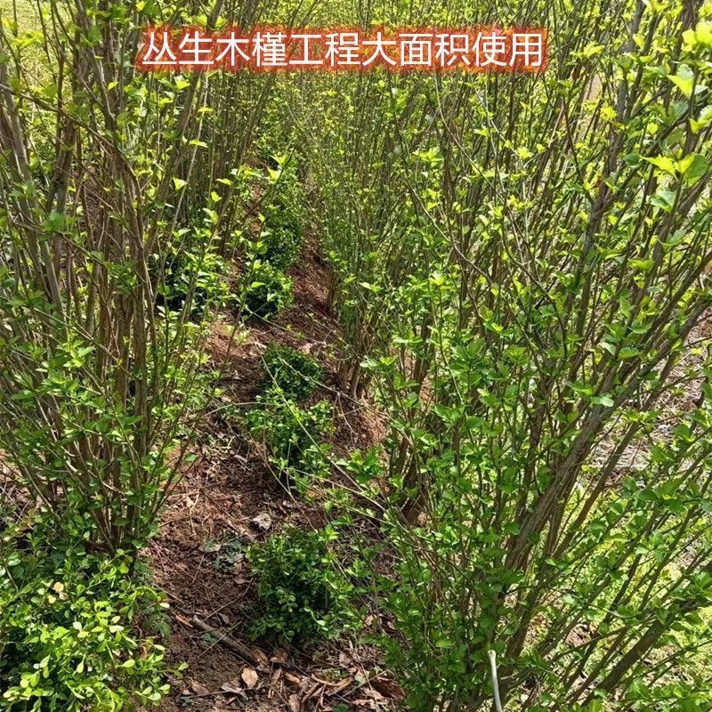 木槿树苗，平条树苗，绿化庭院篱笆，全国发货