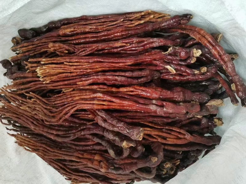 【牛商优选】灵芝草鹿茸菌灵芝冠县灵芝种植基地批发