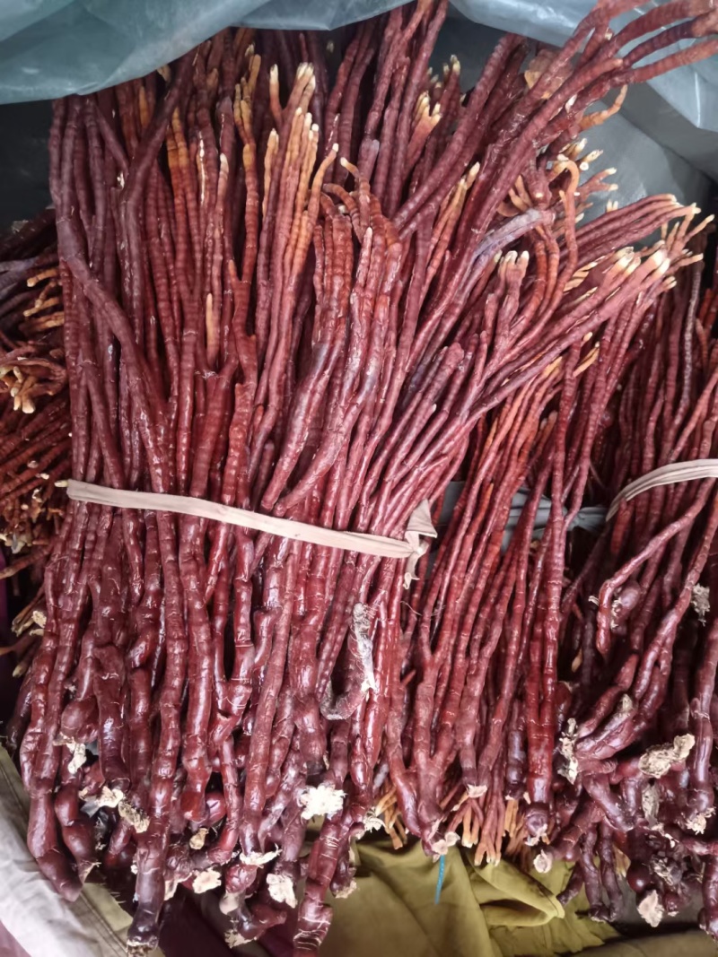 【牛商优选】灵芝草鹿茸菌灵芝冠县灵芝种植基地批发
