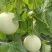 玉菇甜瓜