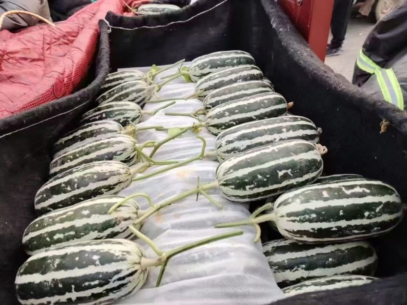 单县博洋9号大量上市，欢迎市场电商来电咨询。