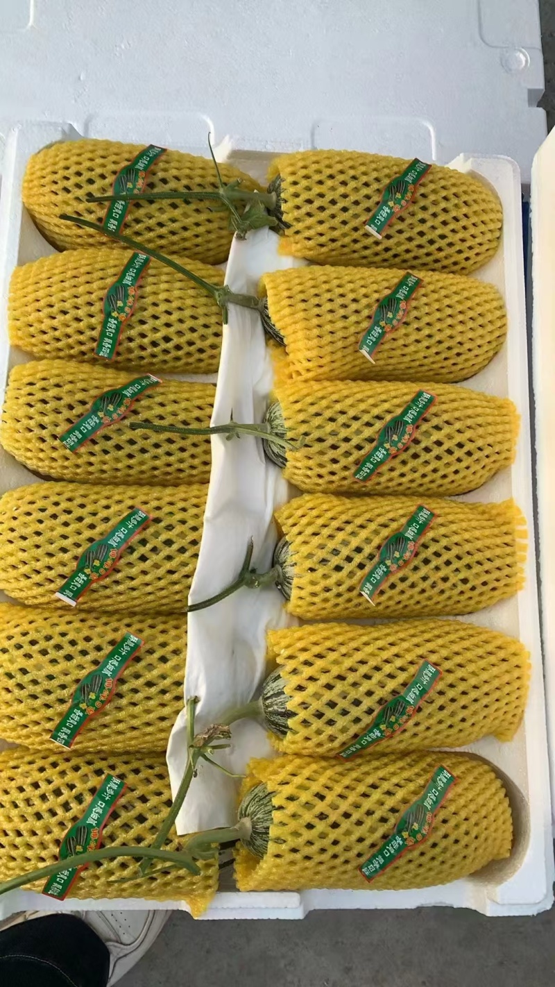 单县博洋9号大量上市，欢迎市场电商来电咨询。