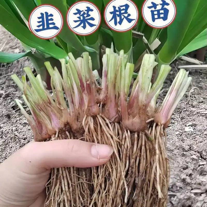 韭菜根，大量有货，从挖到装车提供全套服务做的火速联系