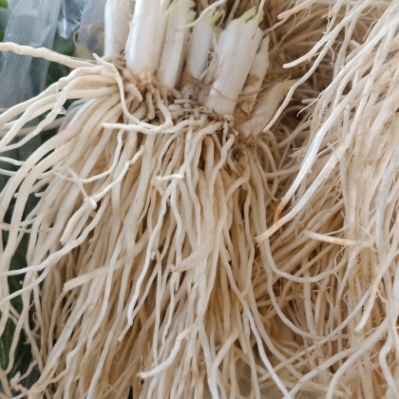 韭菜根，大量有货，从挖到装车提供全套服务做的火速联系