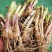 韭菜根，大量有货，从挖到装车提供全套服务做的火速联系