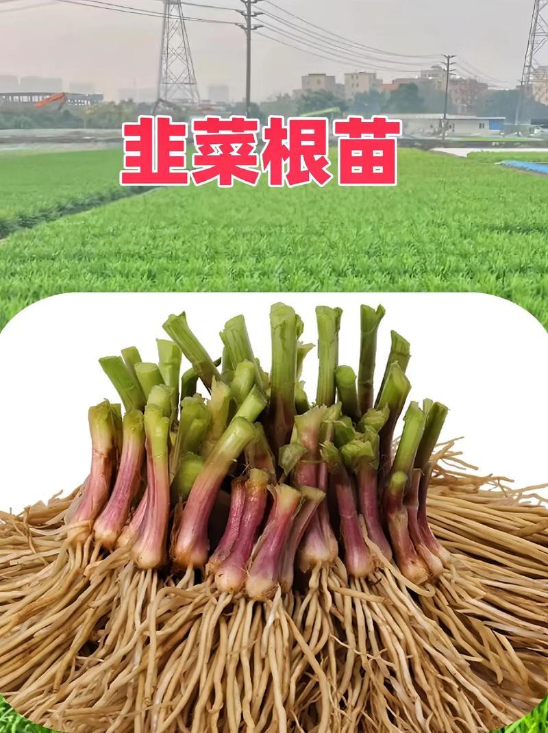 韭菜根，大量有货，从挖到装车提供全套服务做的火速联系