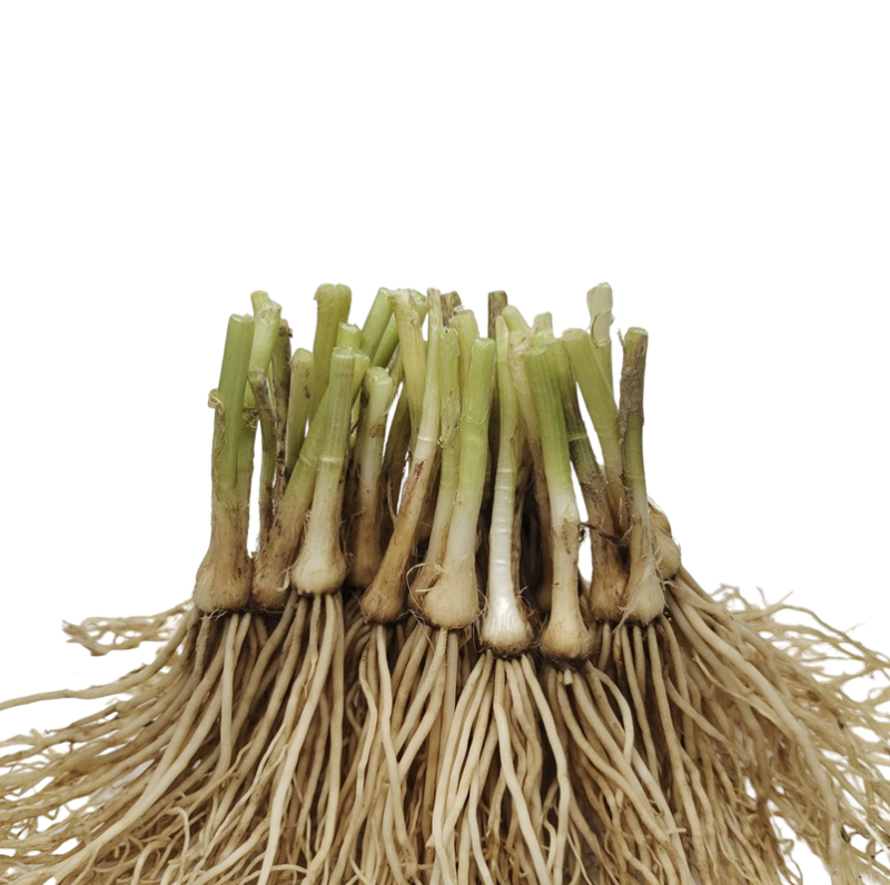 韭菜根，大量有货，从挖到装车提供全套服务做的火速联系
