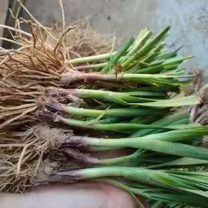 韭菜根，大量有货，从挖到装车提供全套服务做的火速联系