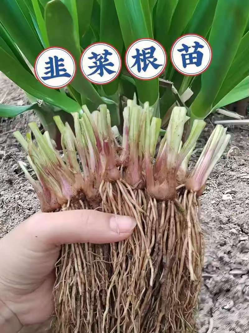 韭菜根，大量有货，从挖到装车提供全套服务做的火速联系