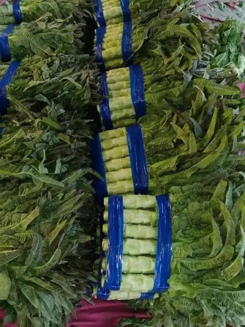 （精品）尖叶莴笋长度50到60间一手货源！量大从优！