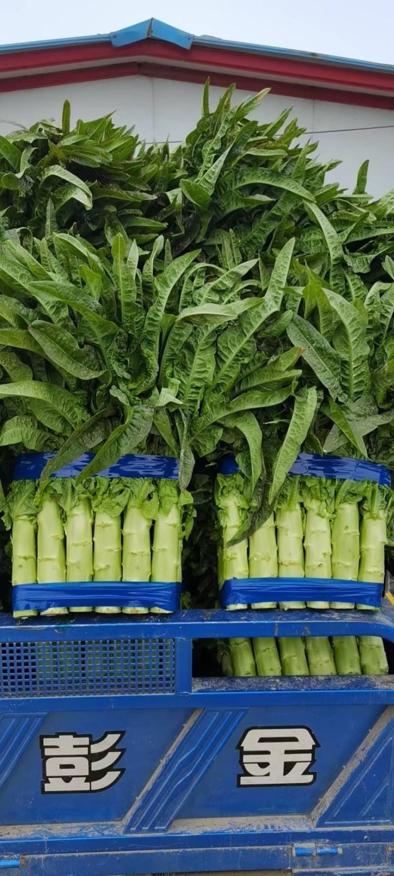 （精品）尖叶莴笋长度50到60间一手货源！量大从优！