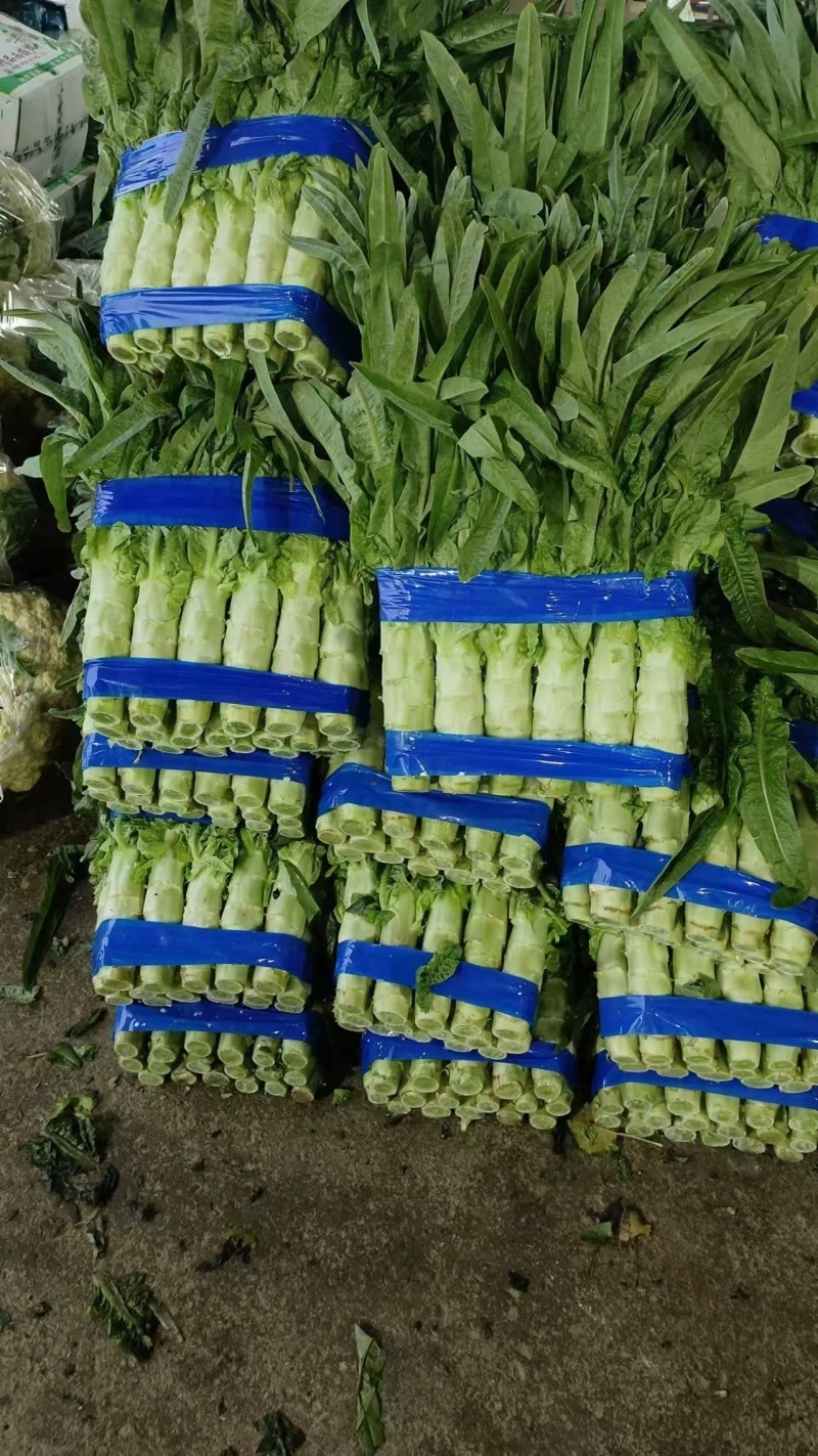 （精品）尖叶莴笋长度50到60间一手货源！量大从优！