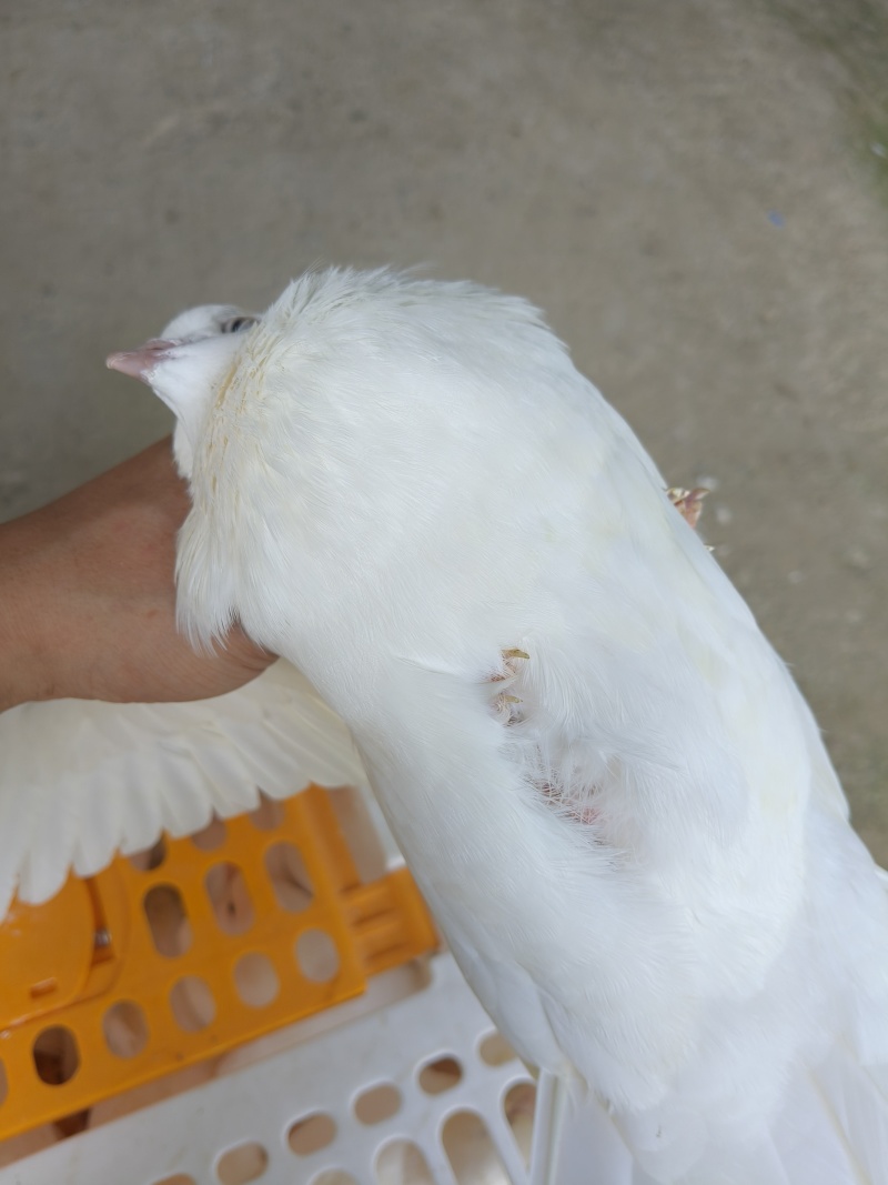老鸽子