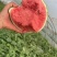 8424西瓜大量有货产地直发皮薄肉甜接受预定