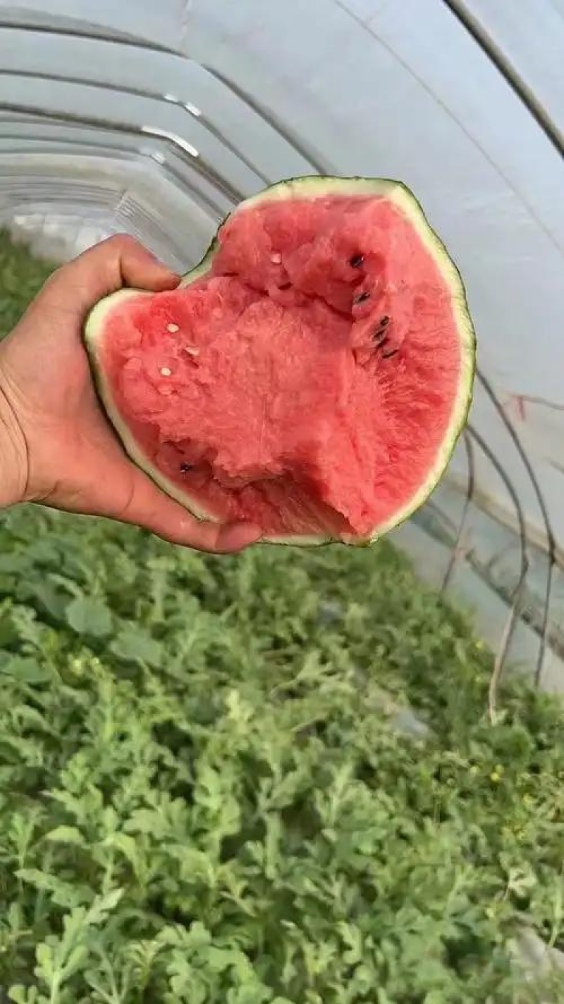 8424西瓜大量有货产地直发皮薄肉甜接受预定