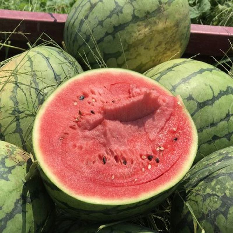 8424西瓜大量有货产地直发皮薄肉甜接受预定