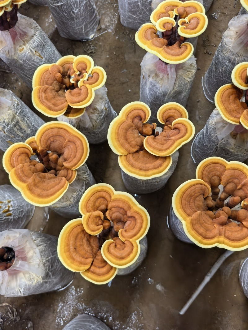 【牛商优选】鲜活灵芝花带菌包盆栽灵芝冠县灵芝盆栽批发