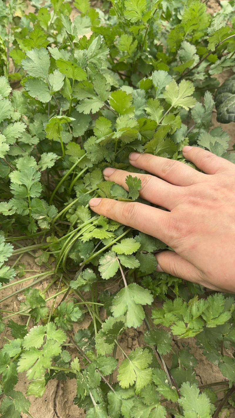 精品香菜20厘米以下细杆子