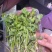 精品香菜20厘米以下细杆子