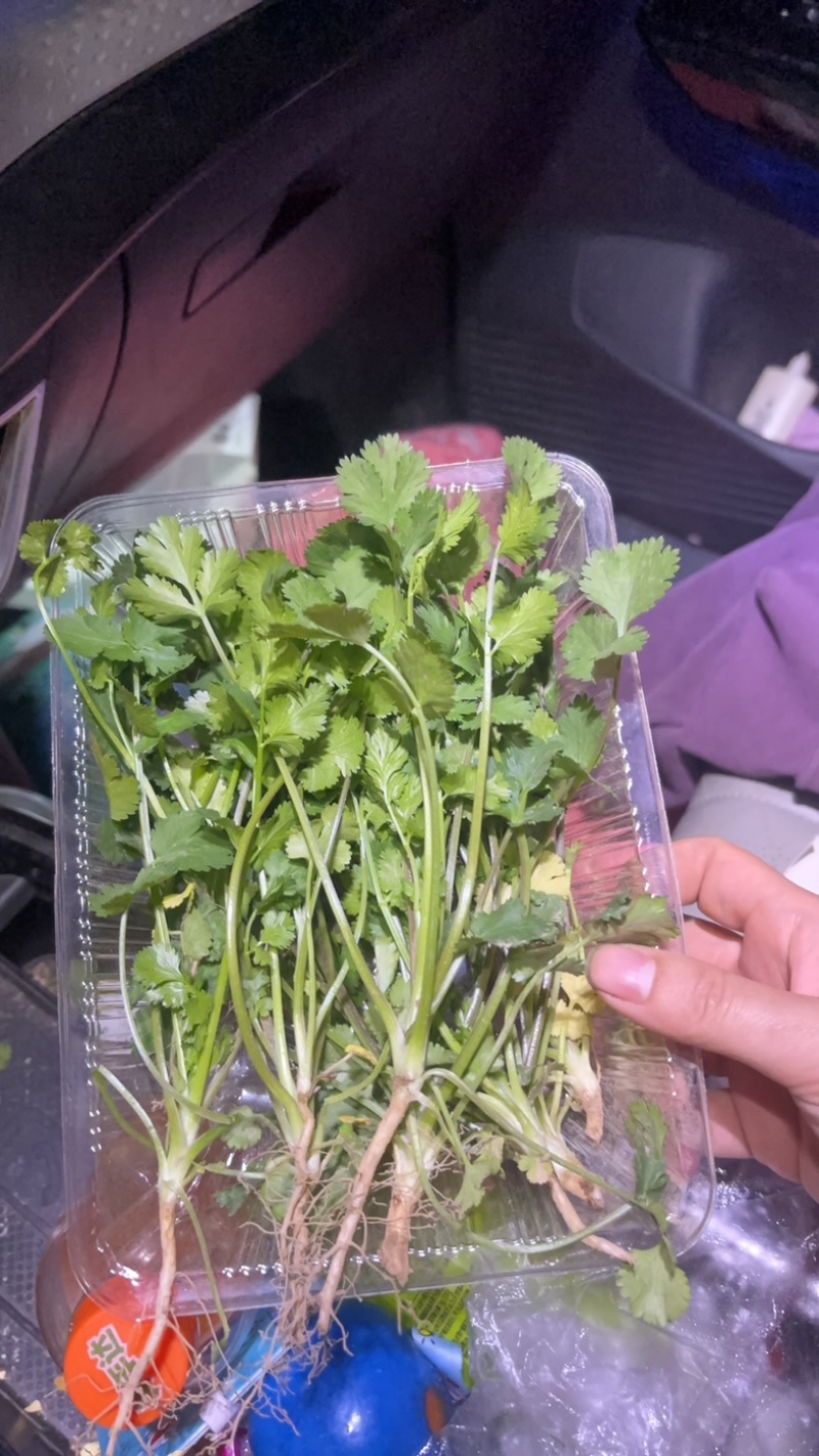 精品香菜20厘米以下细杆子
