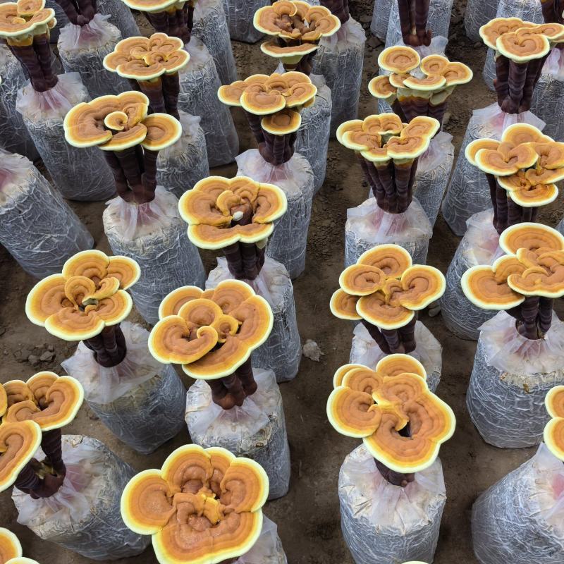 【牛商优选】鲜活灵芝花带菌包盆栽灵芝冠县灵芝盆栽批发
