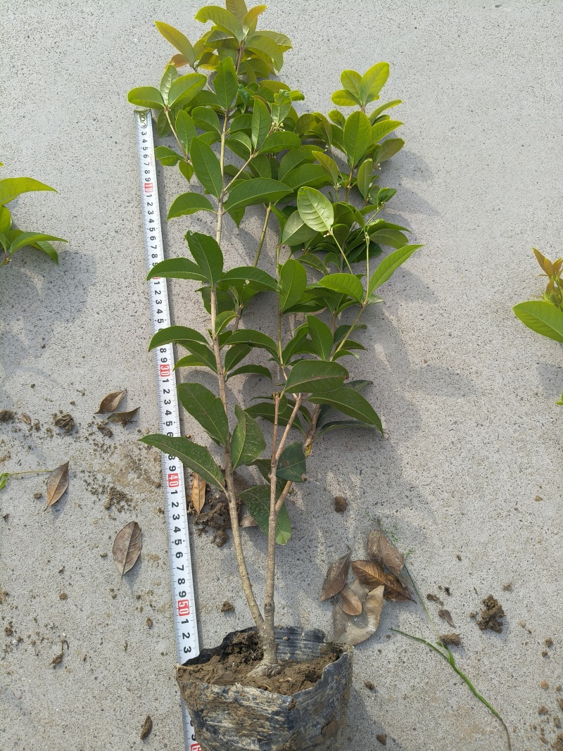 四季桂大杯高度40平面，基地有量，欢迎来一亩田订购。