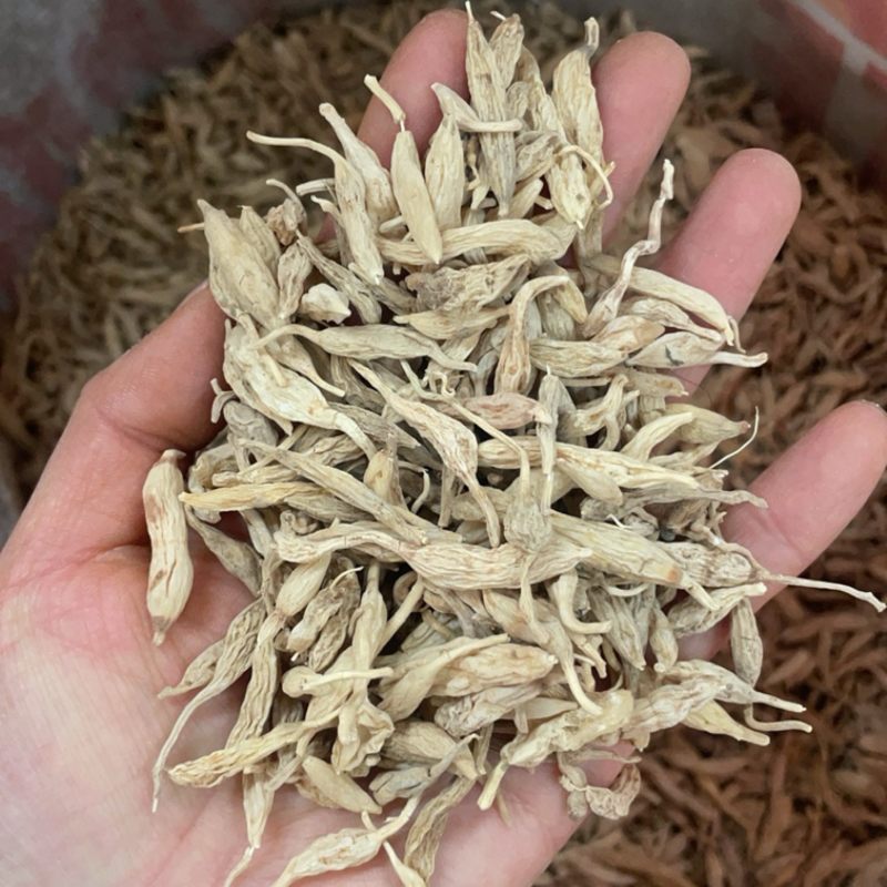 云南野外麦冬大货批发野外生长的麦冬