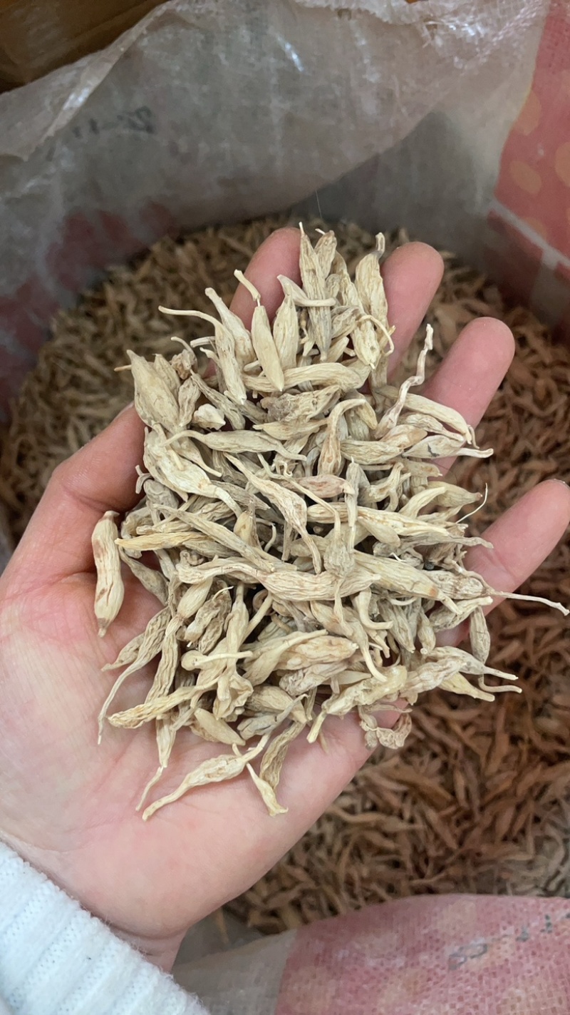 云南野外麦冬大货批发野外生长的麦冬