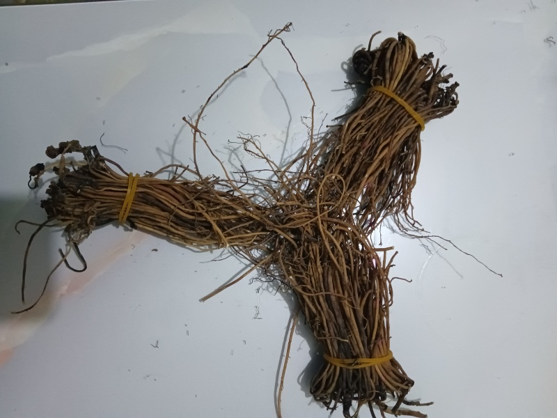 【推荐】杜衡中药材深山中药材现货供应欢迎来电咨询
