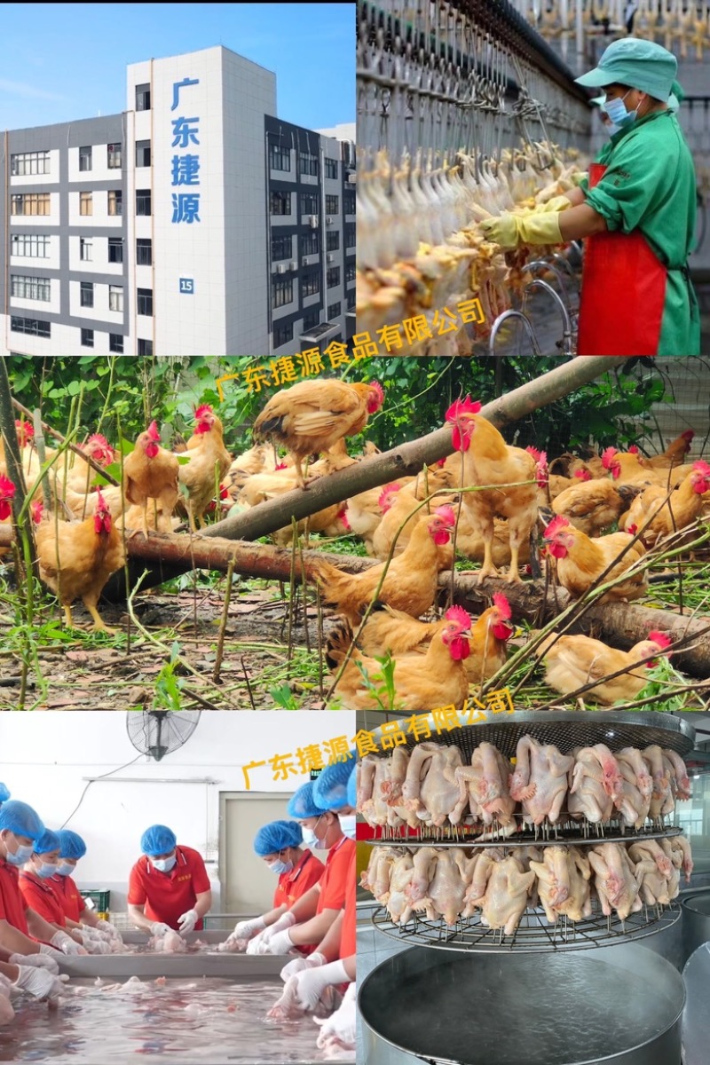 广东捷源盐焗鸡（散养走地鸡）