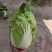 春季黄心白菜