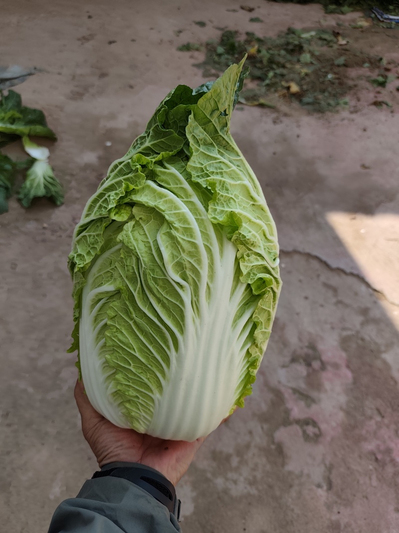 春季黄心白菜