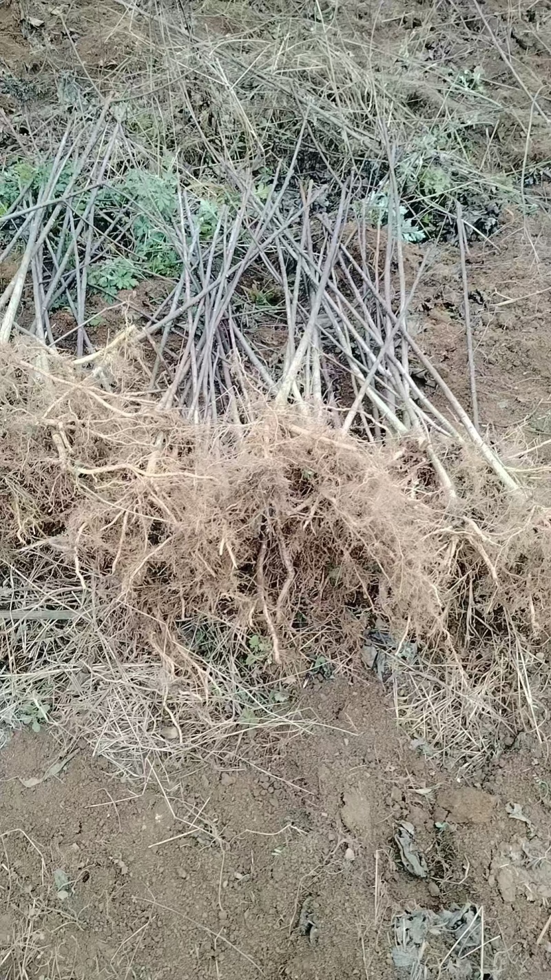 山桐子毛叶山桐子苗