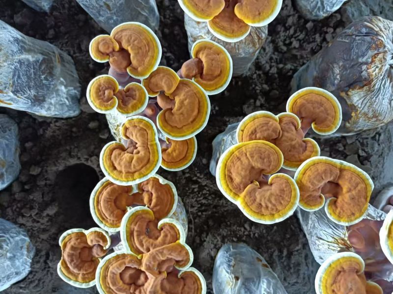 【牛商优选】冠县灵芝花厂家活体灵芝金边灵芝花批发