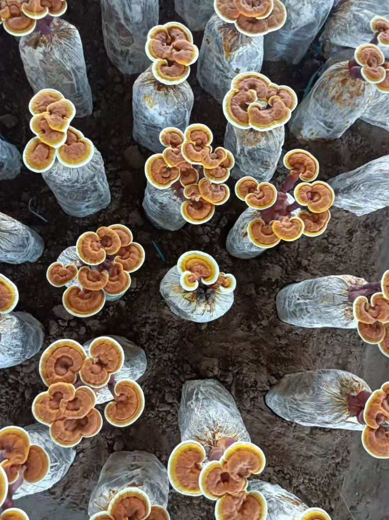 【牛商优选】冠县灵芝花厂家活体灵芝金边灵芝花批发