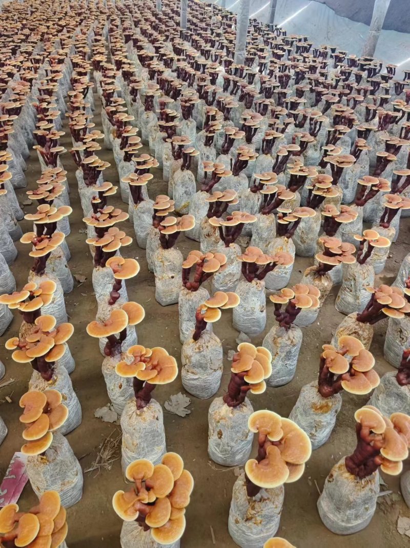【牛商优选】冠县灵芝花厂家活体灵芝金边灵芝花批发