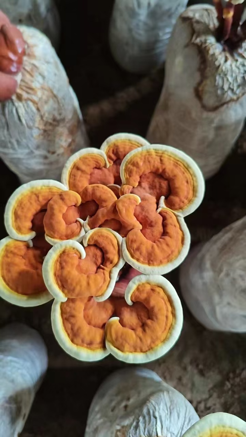 【牛商优选】冠县灵芝花厂家活体灵芝金边灵芝花批发