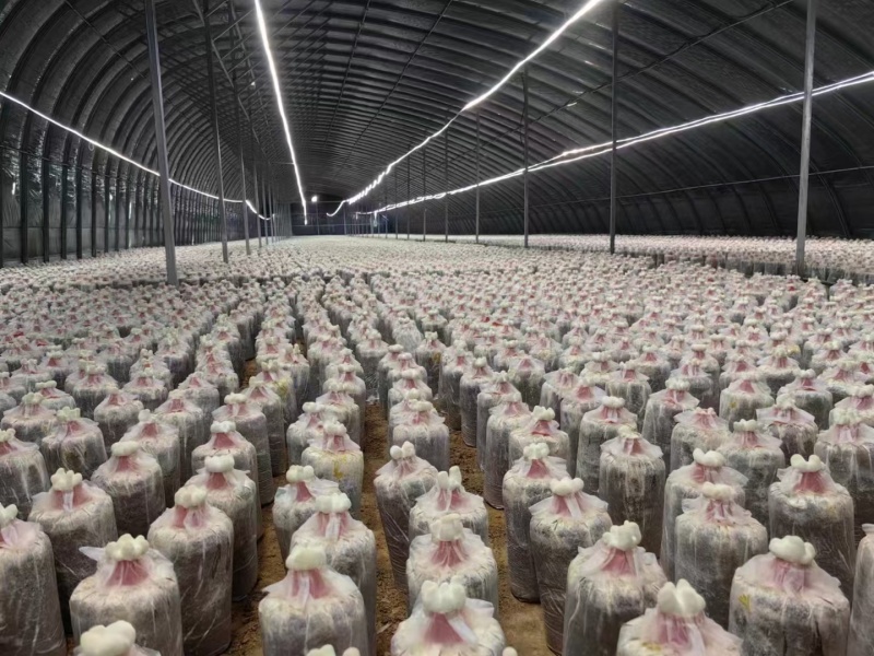 【牛商优选】冠县灵芝花厂家活体灵芝金边灵芝花批发