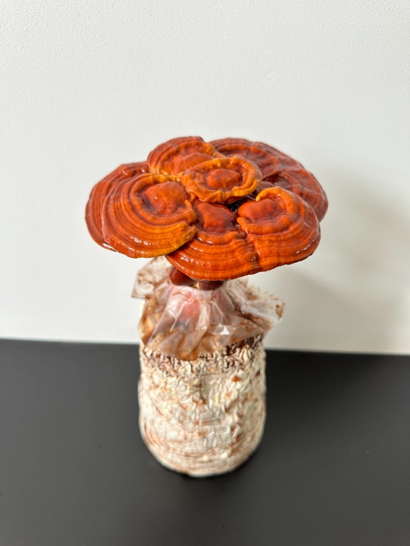 【牛商优选】冠县灵芝花厂家活体灵芝金边灵芝花批发