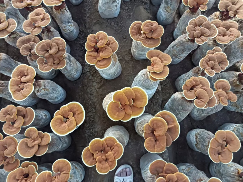 【牛商优选】冠县灵芝花厂家活体灵芝金边灵芝花批发