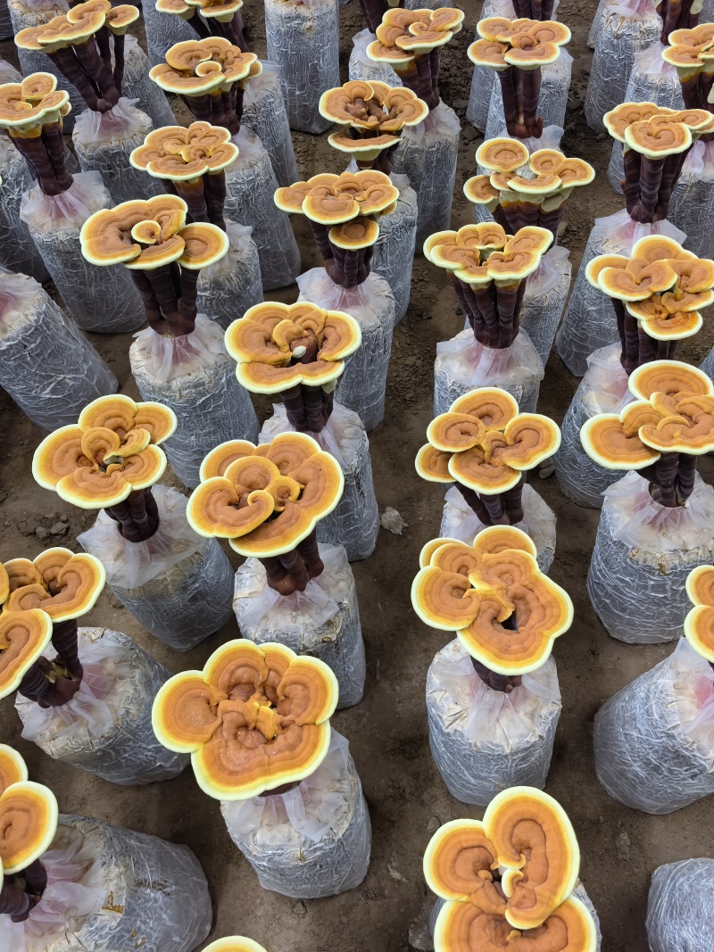 【牛商优选】冠县灵芝花厂家活体灵芝金边灵芝花批发