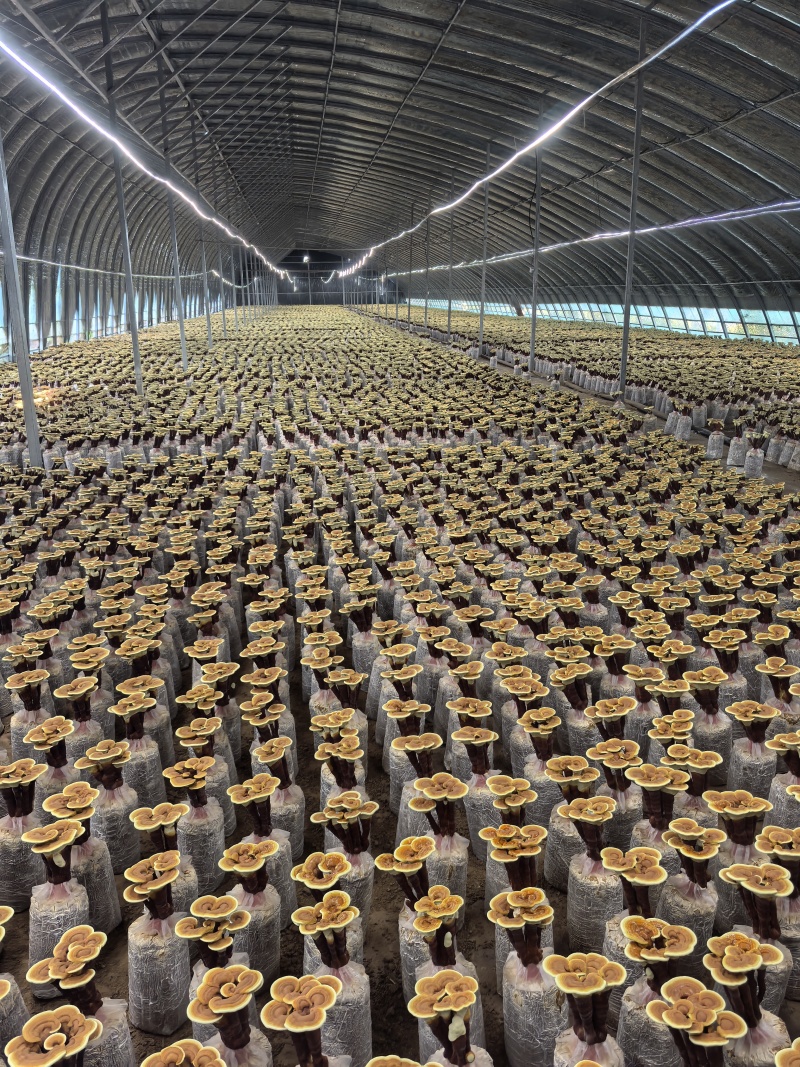 【牛商优选】冠县灵芝花厂家活体灵芝金边灵芝花批发